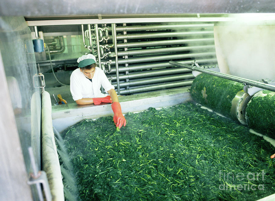 Processing Spinach Photograph by Maximilian Stock Ltd/science Photo Library
