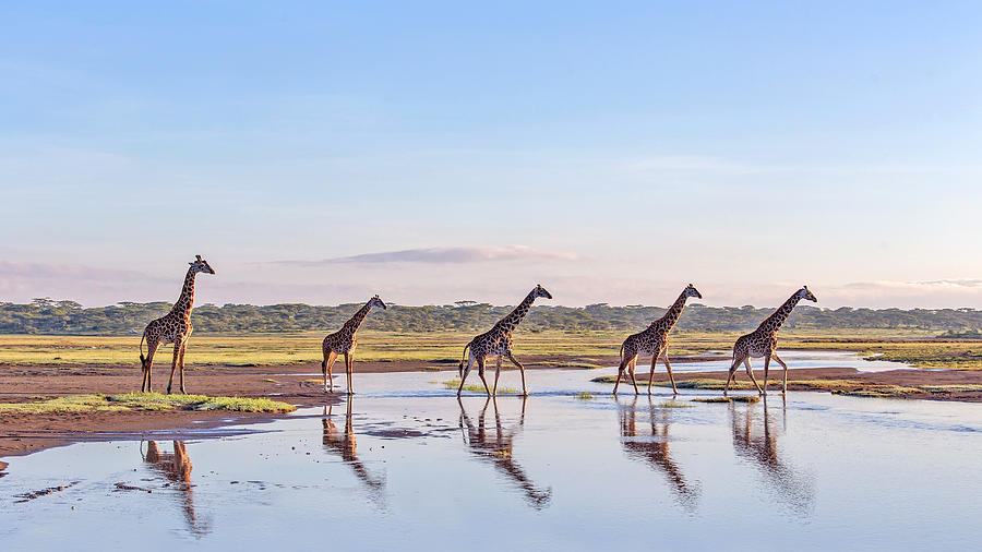 Wildlife Photograph - Procession by Alessandro Catta Wildlife Photograph - Procession by Alessandro Catta