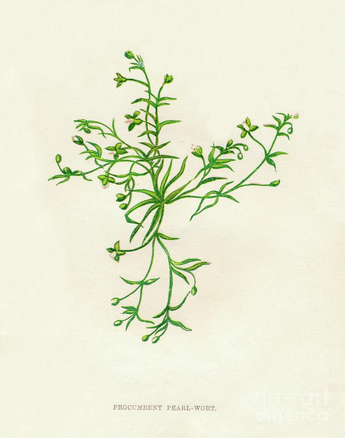 Procumbent Pearl-wort, C1891, 1891 Drawing by Print Collector