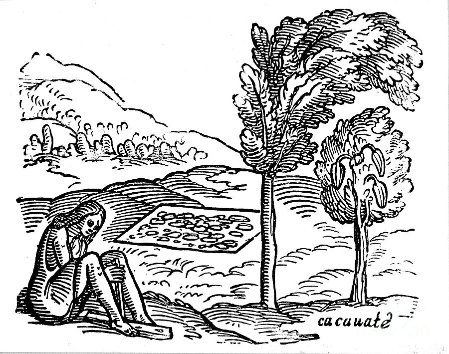 Production Of Cocoa, 16th Century Drawing by Print Collector