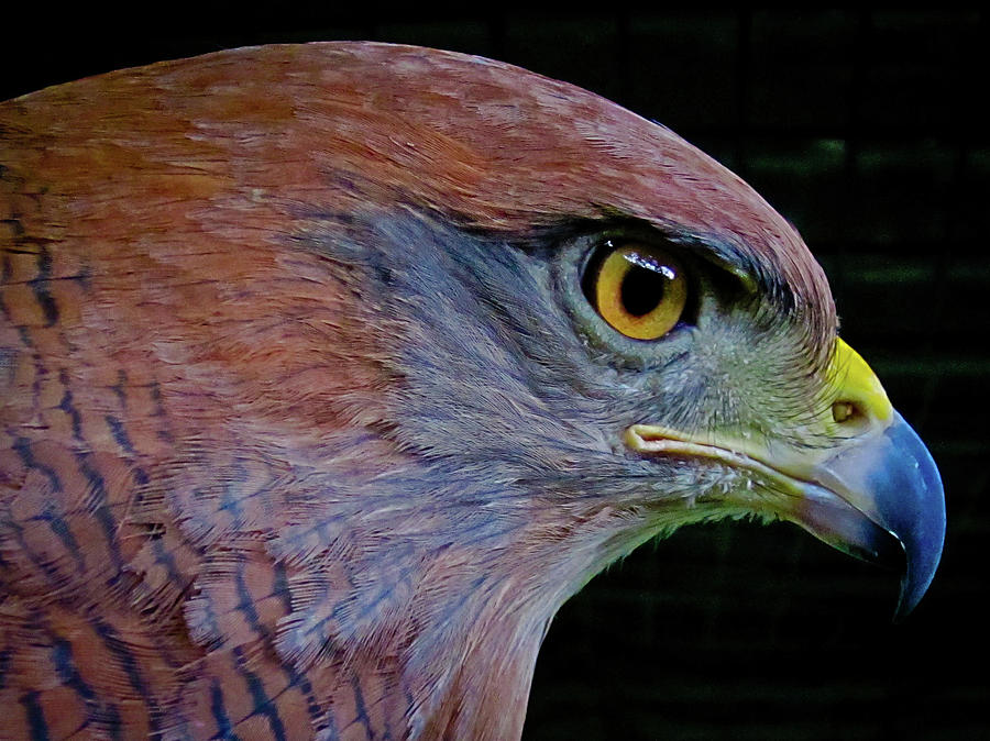 Profile Macro Of Rare Eagle In Panama Photograph by Ben Beiske
