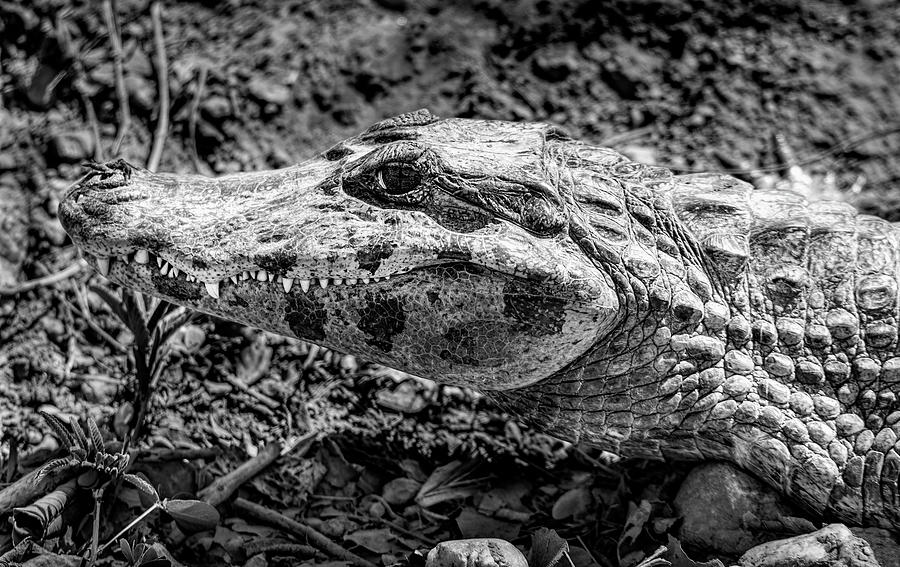 Profile of a Caiman Digital Art by Pravine Chester