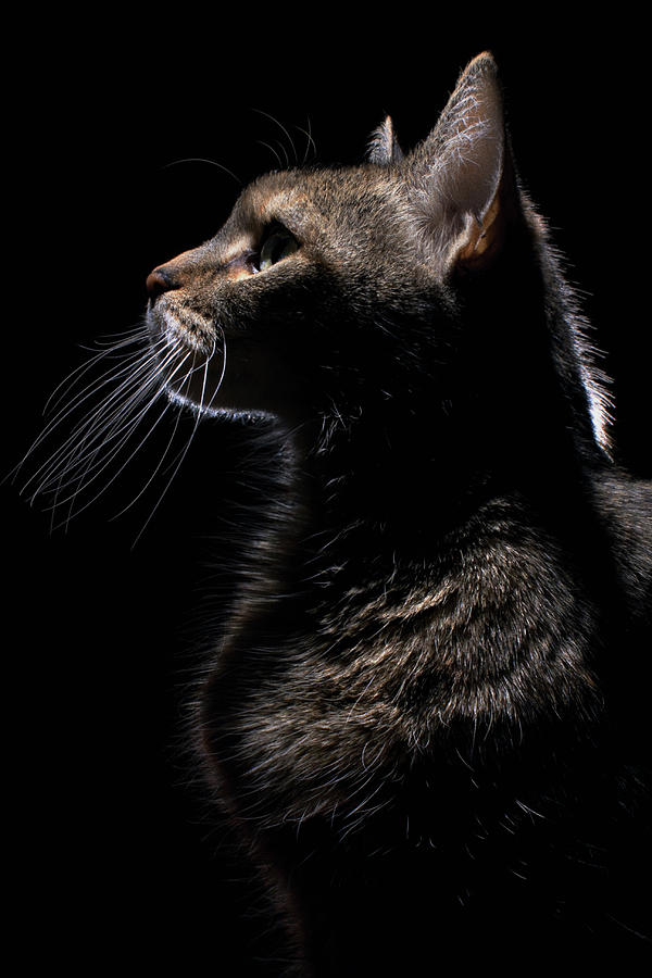 Profile Of A Cat Photograph by Nina Pearman