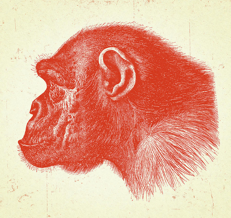 Vintage Drawing - Profile of a Chimpanzee by CSA Images