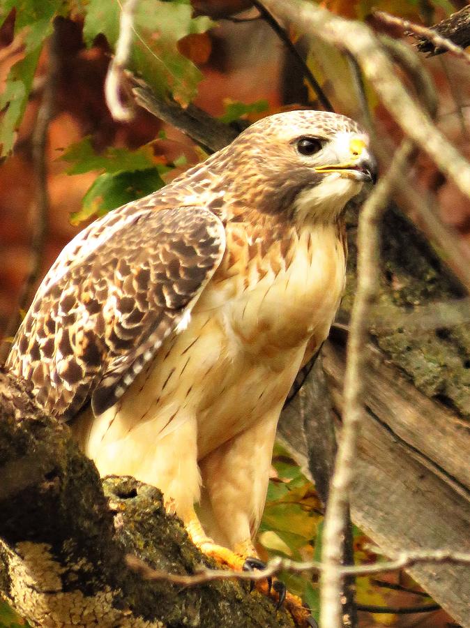 Profile of a Hawk  Photograph by Lori Frisch