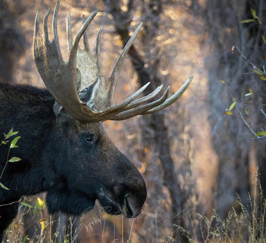 Profile Of A Moose Photograph by Peter Mangolds | Fine Art America