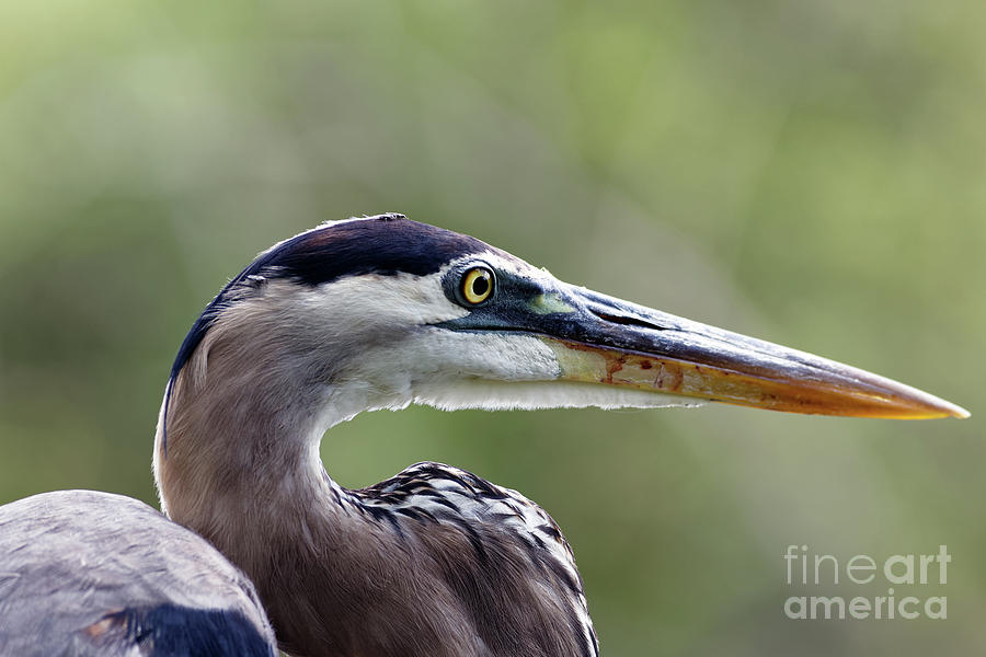 Profile of a Successful FisherBird Photograph by Natural Focal Point Photography