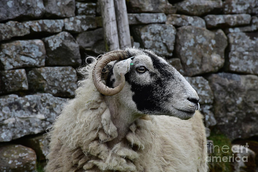 Profile of a Swaledale Ewe in Northern England Photograph by DejaVu Designs