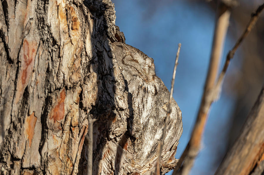 Profile of an Eastern Screech Owl Photograph by Tony Hake