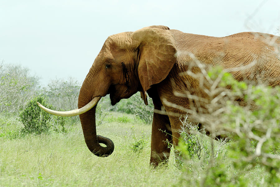 Profile Of An Elephant Loxodonta, Tsavo Photograph by Frederic Courbet