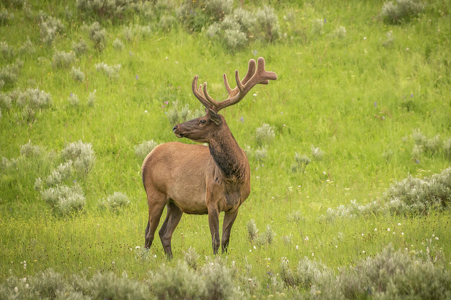 Profile Of An Elk At Yellowstone Photograph