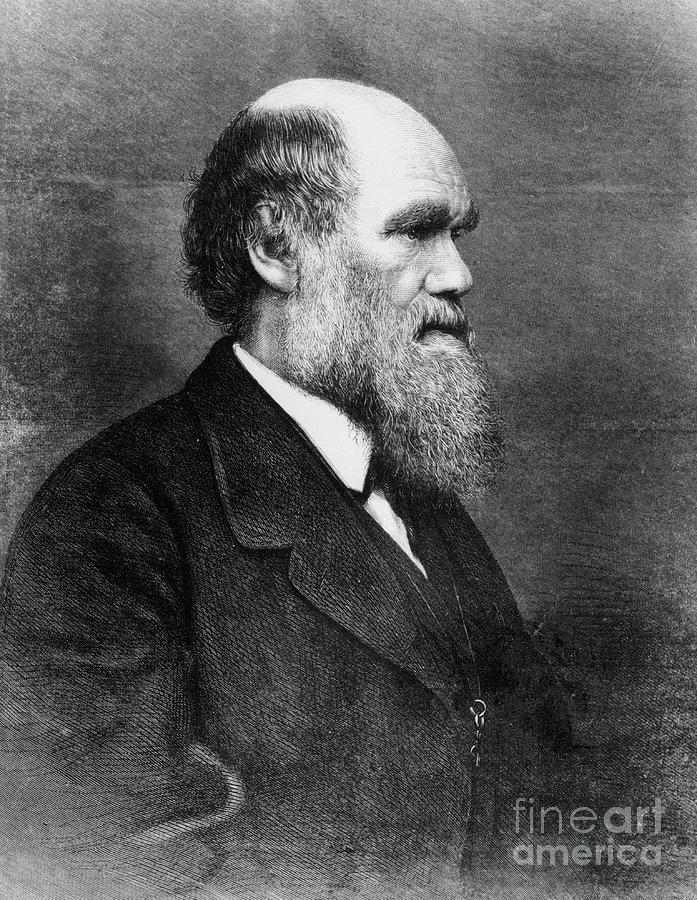Profile Of Author Charles Darwin Photograph by Bettmann