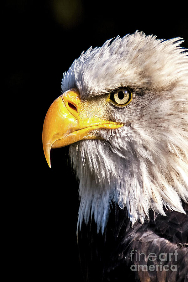 Profile of Bald Eagle by Nikki Vig Profile of Bald Eagle by Nikki Vig