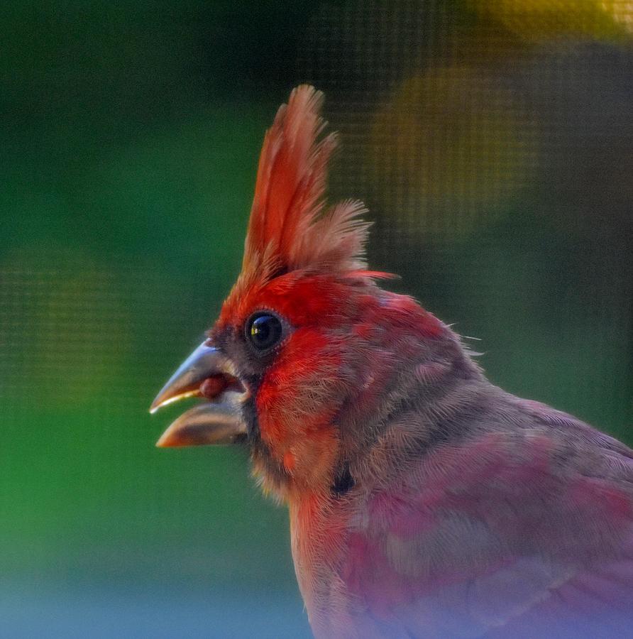 Profile of Cardinal Photograph by Eileen Brymer