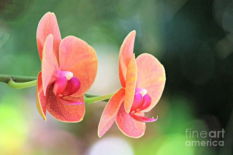 Profile Of Coral Orchids Photograph by Diann Fisher
