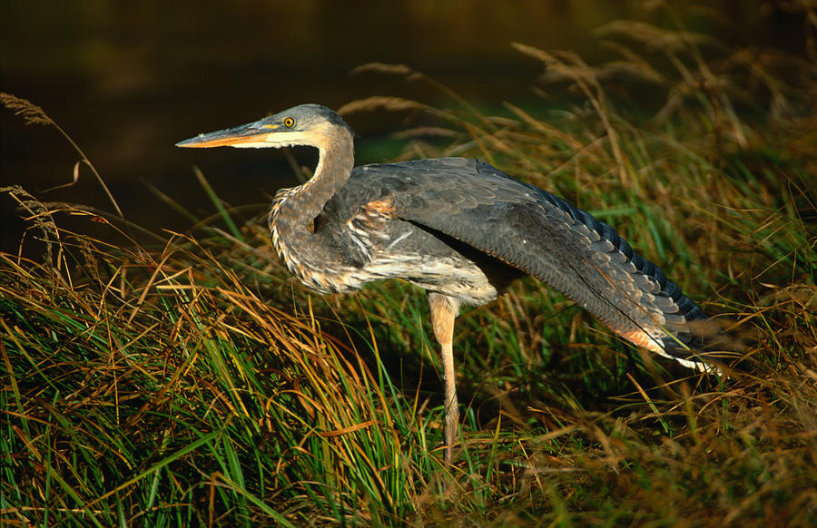 Profile Of Great Blue Heron Photograph by Lonely Planet Profile Of Great Blue Heron Photograph by Lonely Planet