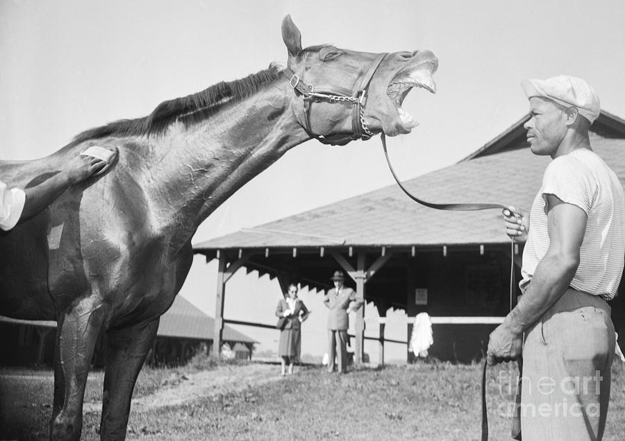 Profile Of Horse Wmouth Stretched Open Photograph by Bettmann