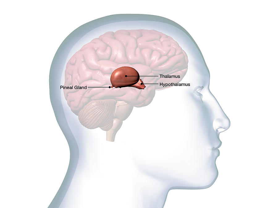 Profile Of Male Head With Thalamus Photograph by Hank Grebe