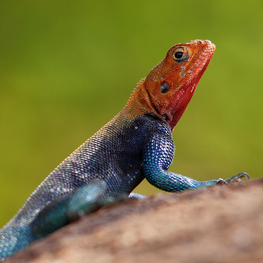 Profile Of Male Red-headed Rock Agama Photograph by Achim Mittler, Frankfurt Am Main