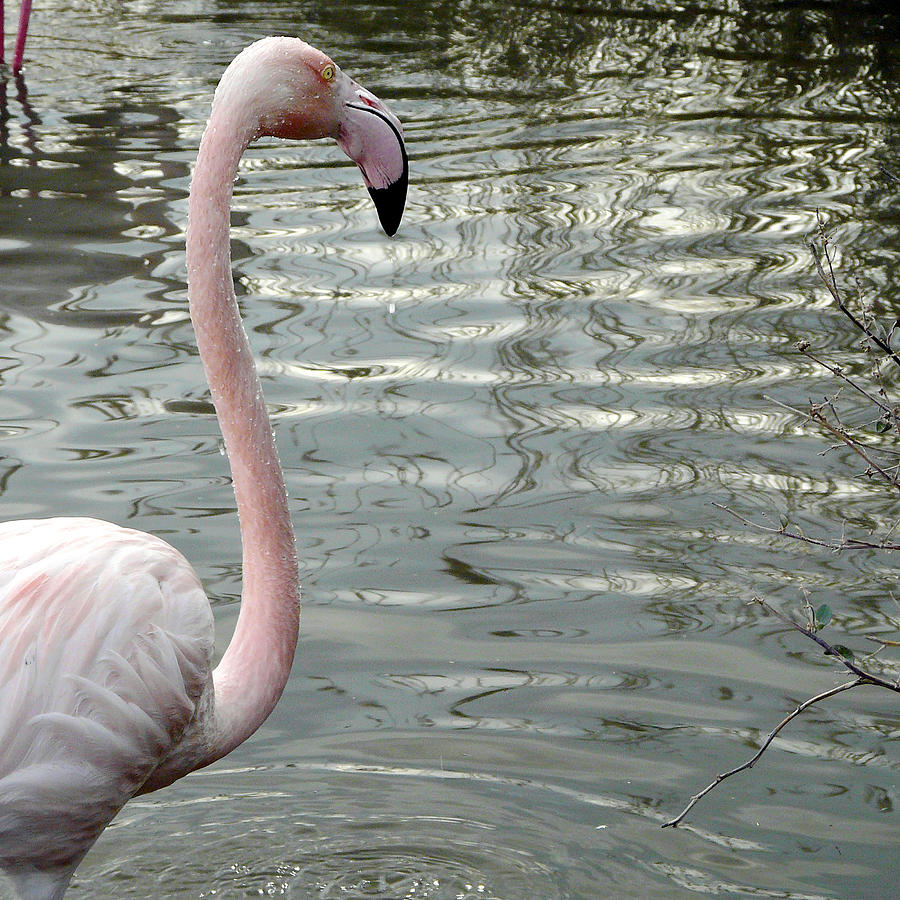 Profile Of Phoenicopterus Flamingo Photograph by Véronique Delaux Photography & Creating