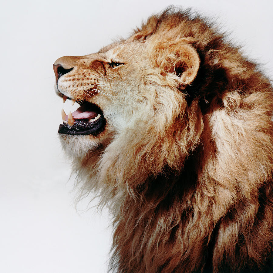Profile Of Roaring Lion by Gk Hart/vicky Hart