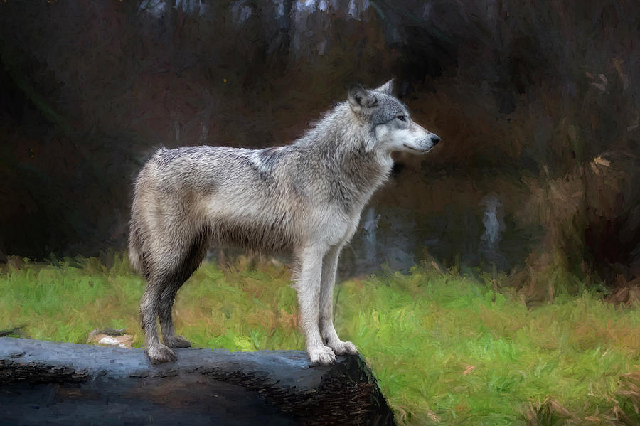 Profile of timber wolf - paintography Photograph by Dan Friend