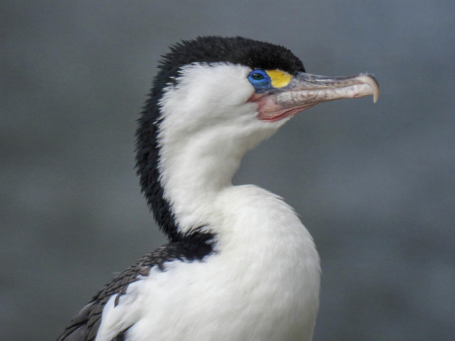 Colorful Australian Pied Shag Photograph by Lisa Crawford - Pixels