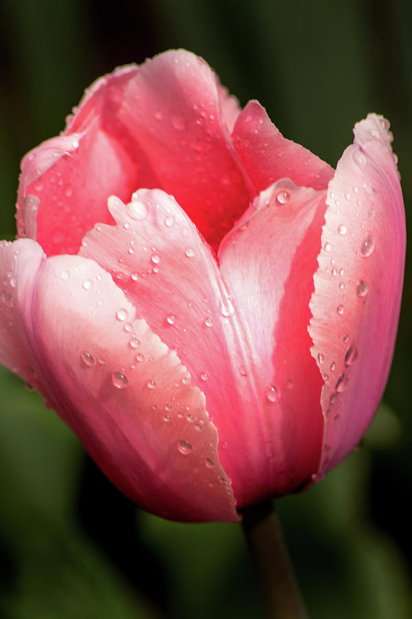 Profile Pink Tulip Photograph by Don Johnson