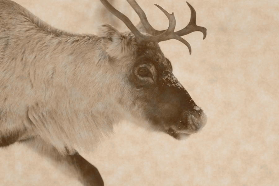 Profile Portrait Of A Reindeer Moving Through Snow - Vintage Sepia Photograph