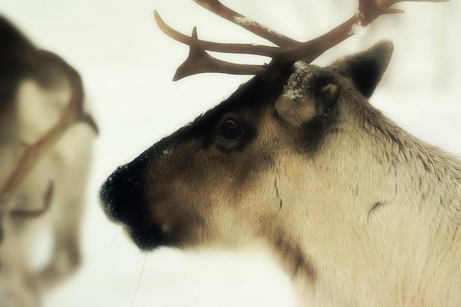 Profile Portrait Of A Reindeer In The Snow - Soft Photograph
