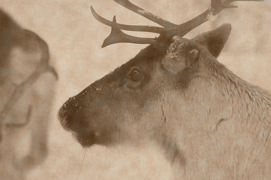 Profile Portrait Of A Reindeer In The Snow - Vintage Sepia Photograph