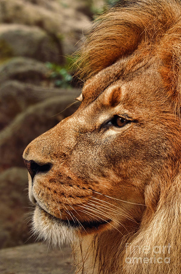 Lion Photograph - Profile Portrait of the King of the Jungle by Jim Fitzpatrick