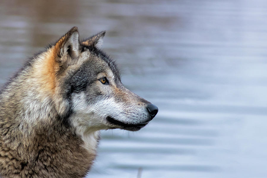 Profile portrait of wolf Photograph by Dan Friend