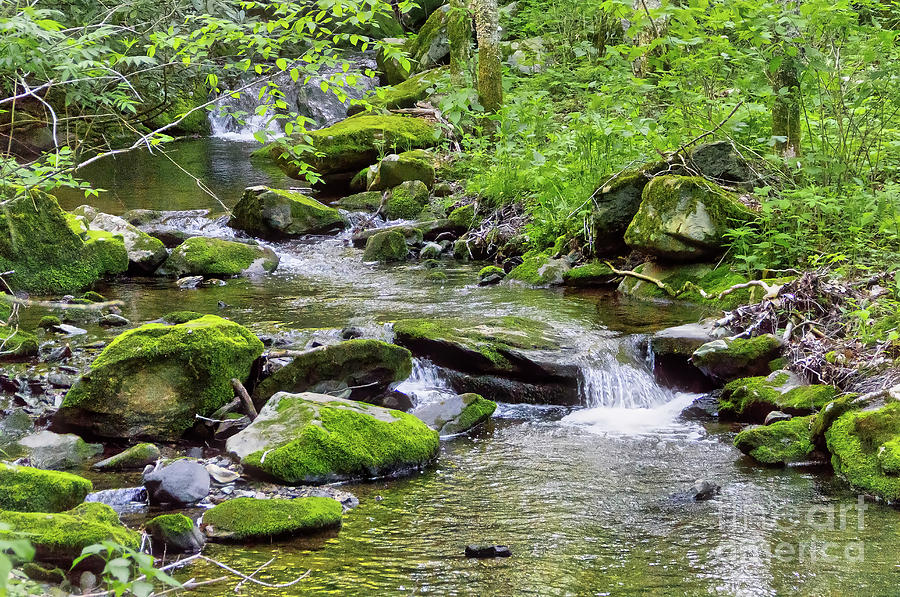 Profile Photograph - Profile Stream by James Foshee Profile Photograph - Profile Stream by James Foshee