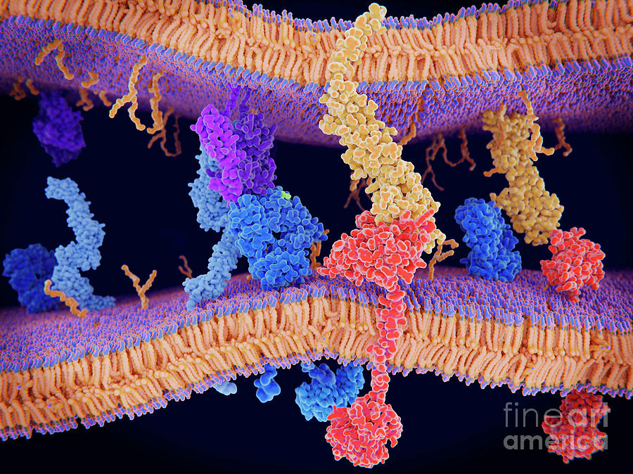 Programmed Cell Death In Immune System Photograph by Juan Gaertner/science Photo Library