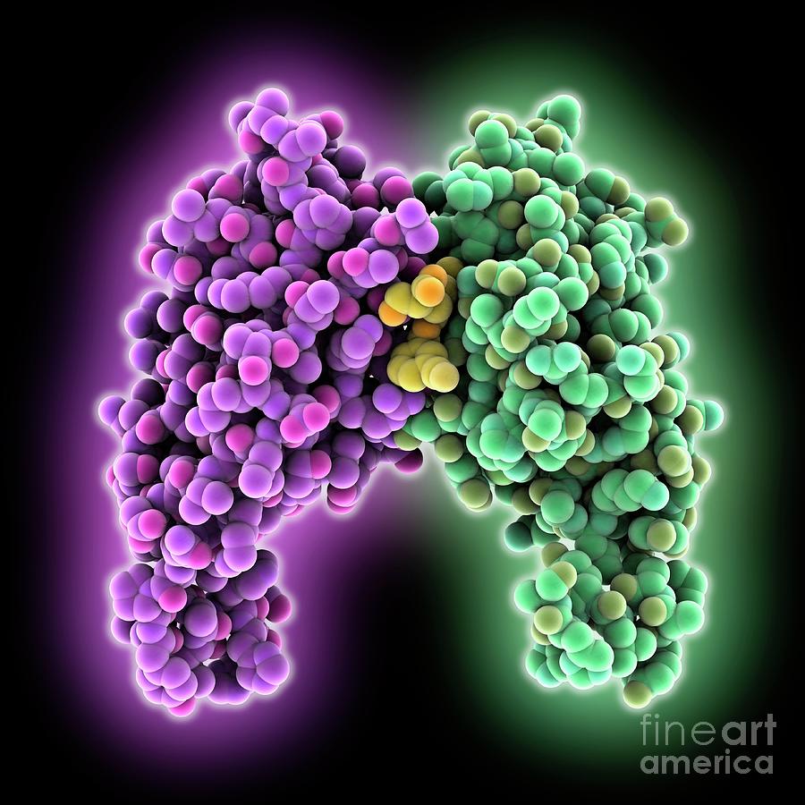Programmed Cell Death Ligand Photograph by Laguna Design/science Photo Library