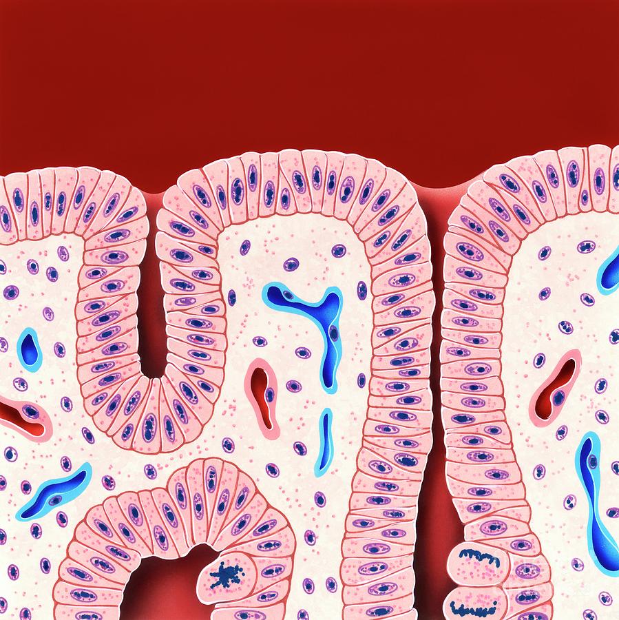 Proliferative Phase In Digestive System Photograph by John Bavosi ...