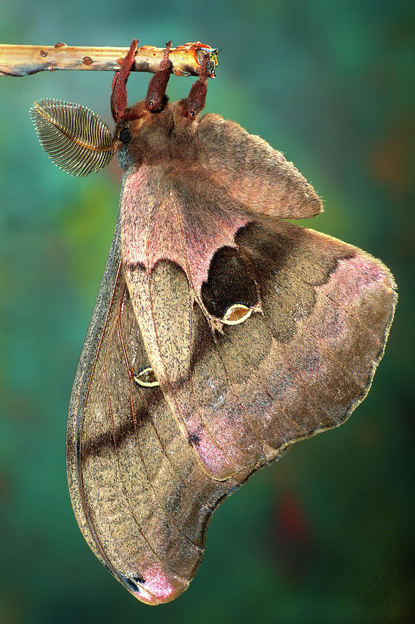 Prometheus Moth Photograph by Jerry Fornarotto