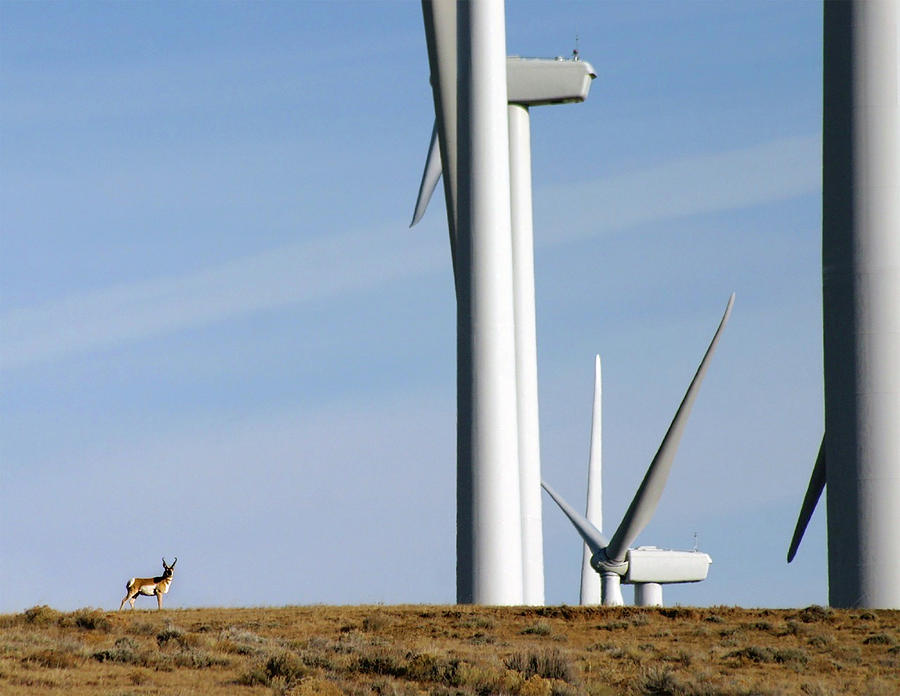 Pronghorn and Turbines Photograph by Jonathan Thompson