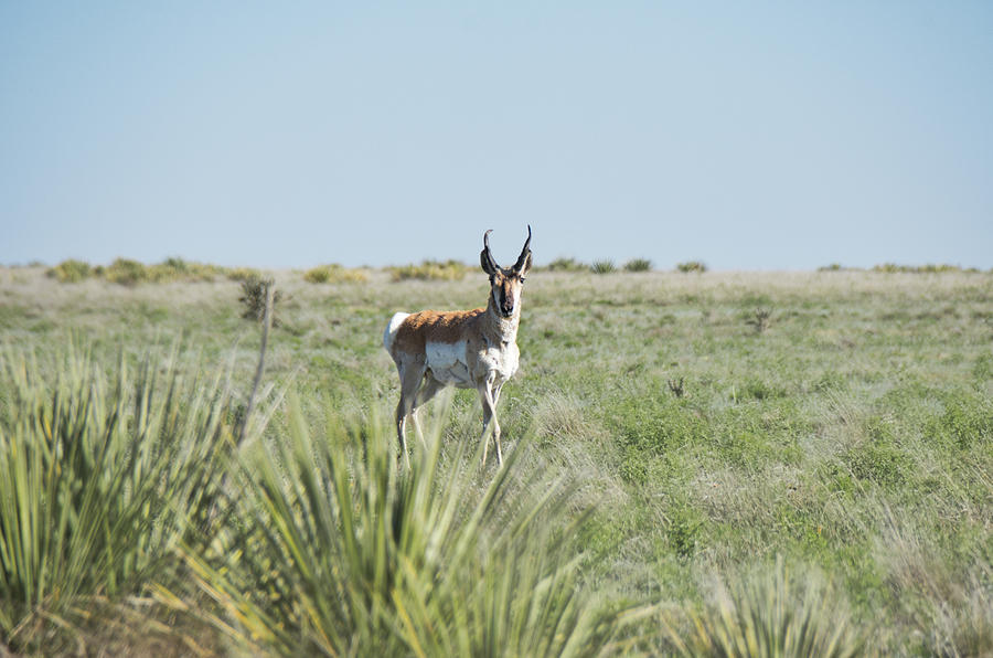 Pronghorn Antelope Photograph by Andrea Anderegg