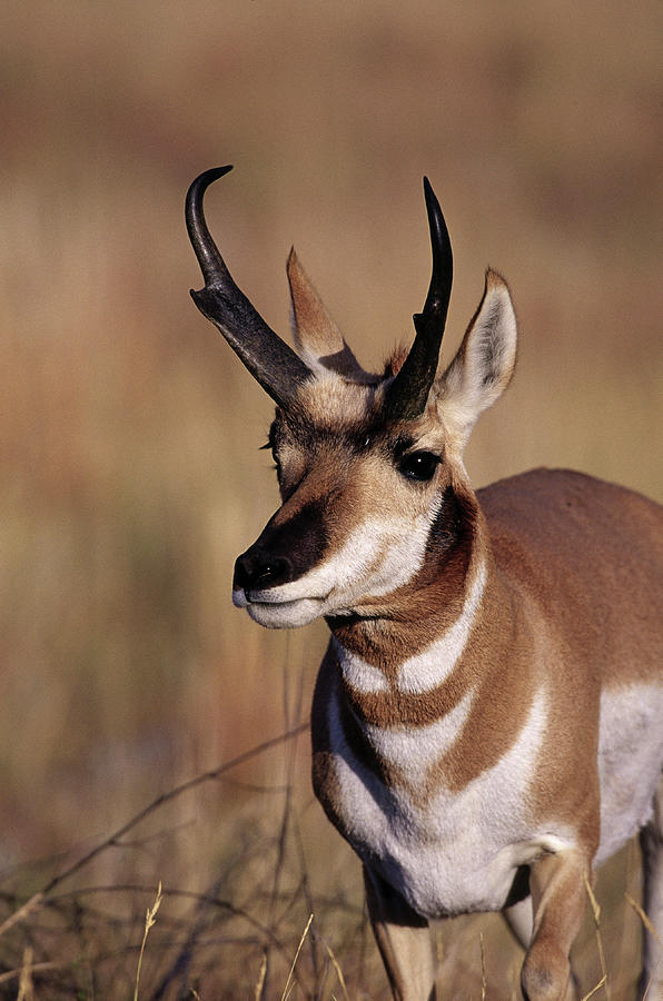 Pronghorn Antelope, Antilocapra Photograph by D. Robert Franz