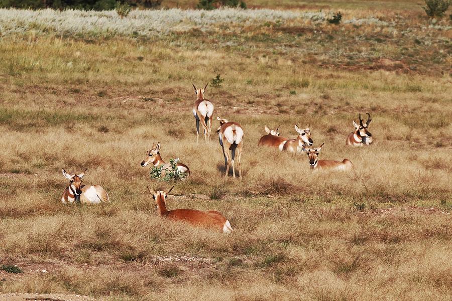 Pronghorn Antelope at Custer State Park Photograph by Susan Jensen