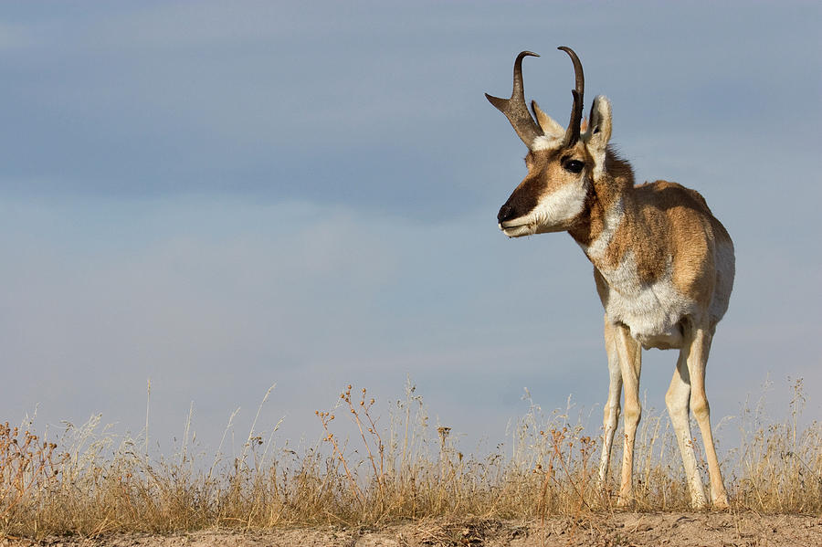 Pronghorn Antelope Buck Chasing Doe Photograph By Ken Archer