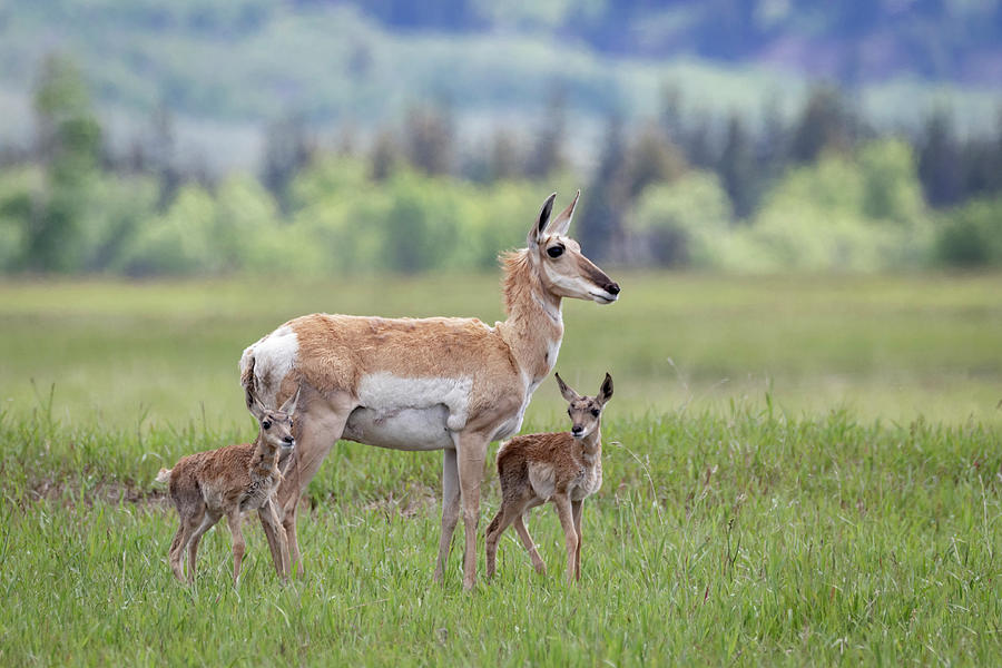 Pronghorn Antelope Doe and Fawns by Michael Chatt Pronghorn Antelope Doe and Fawns by Michael Chatt