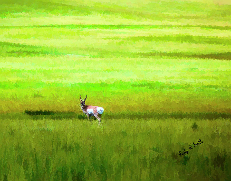 Pronghorn antelope in a sea of grass. by Rusty R Smith Pronghorn antelope in a sea of grass. by Rusty R Smith