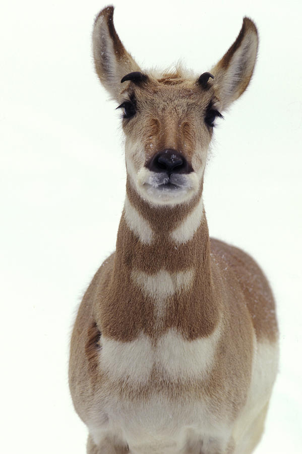 Pronghorn Antelope Photograph by James Gritz
