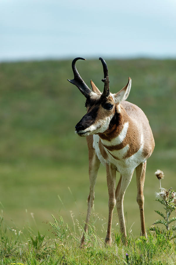 Pronghorn Antelope On Prairie Photograph by Mark Newman Fine Art America