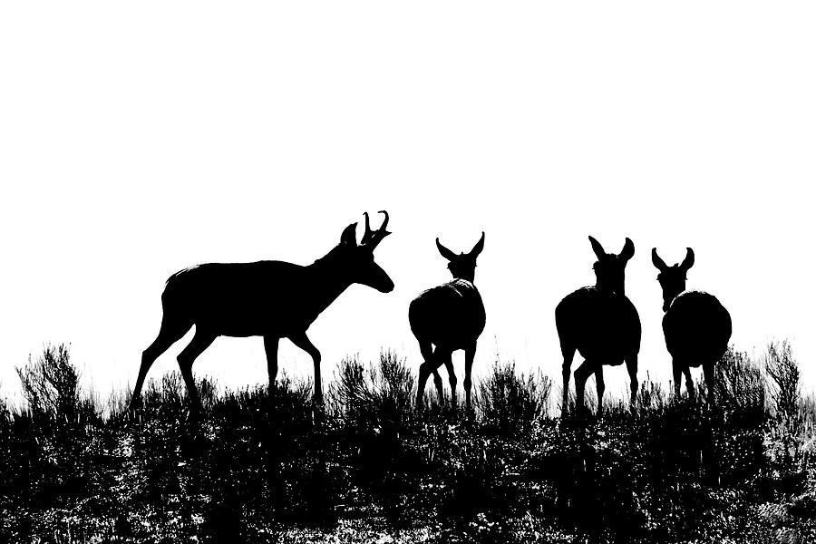 Pronghorn Antelope Silhouettes Photograph by Jennie Marie Schell