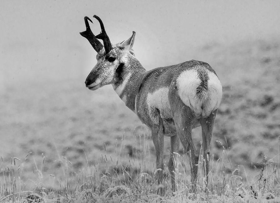 Pronghorn Antelope Yellowstone Photograph by Tim Fitzharris