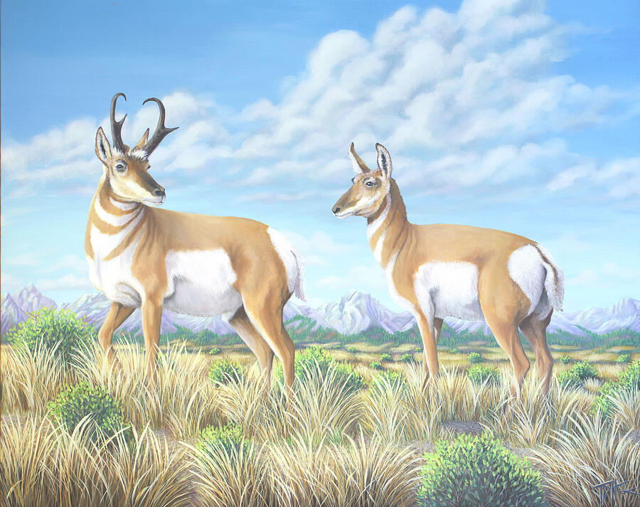 Pronghorn by the Tetons Painting by Tish Wynne